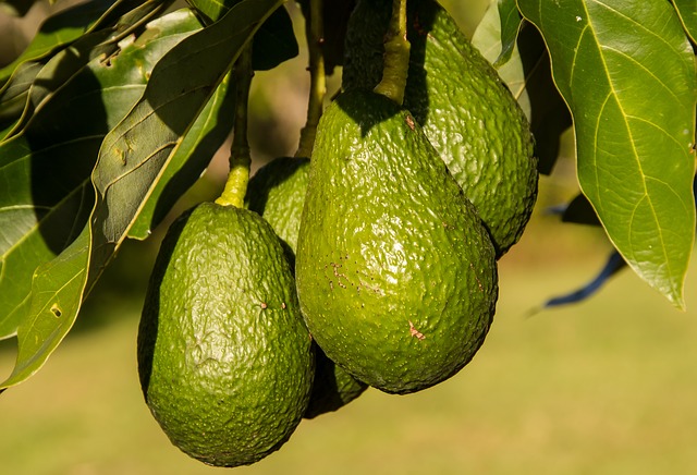 avocado farming uganda