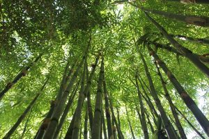 bamboo farm uganda