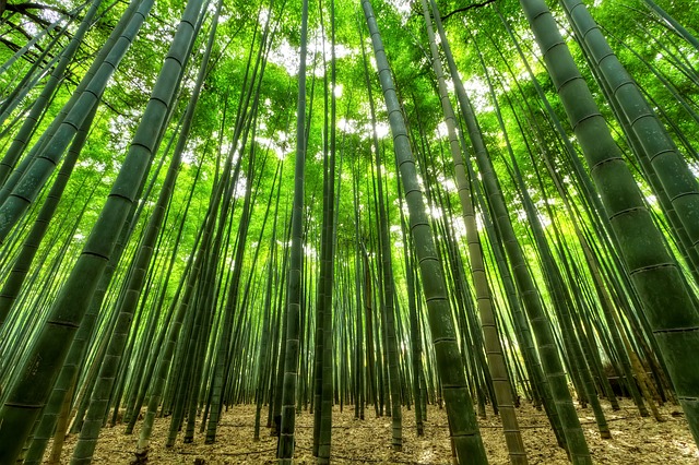 bamboo farming uganda