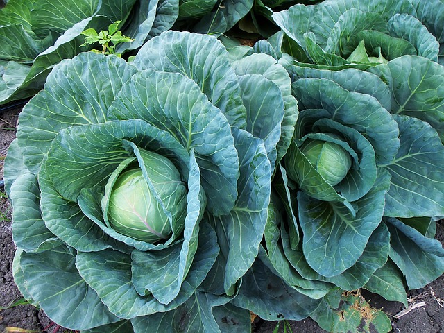 cabbage growing uganda