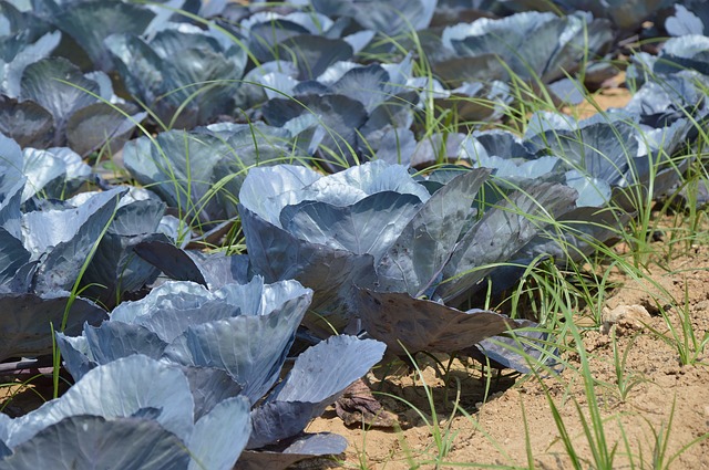 cabbage variants uganda