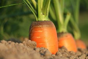 carrot farming uganda