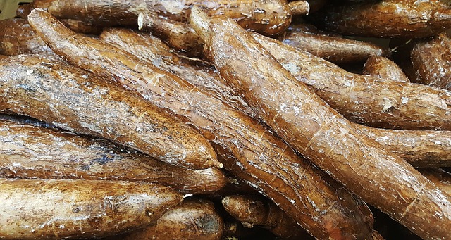 cassava crop uganda