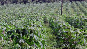 cassava farming uganda