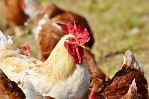 chicken farming uganda