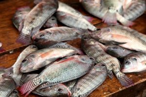 fish farming uganda