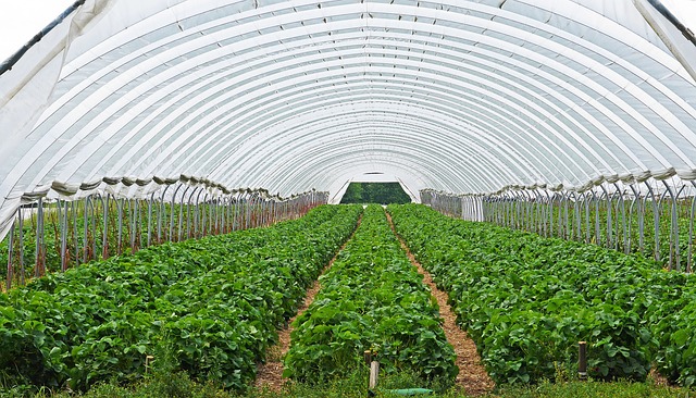 greenhouse farming uganda