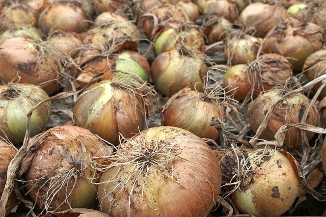 onion plantation uganda