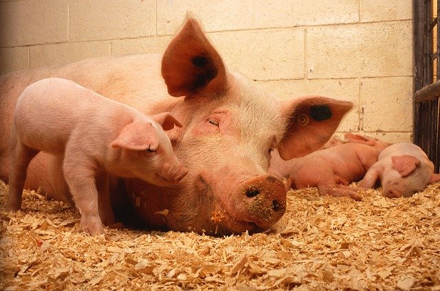 pig farming uganda