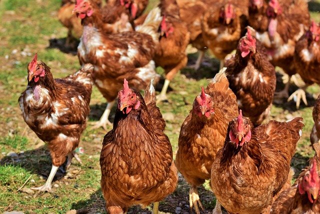 poultry farming uganda