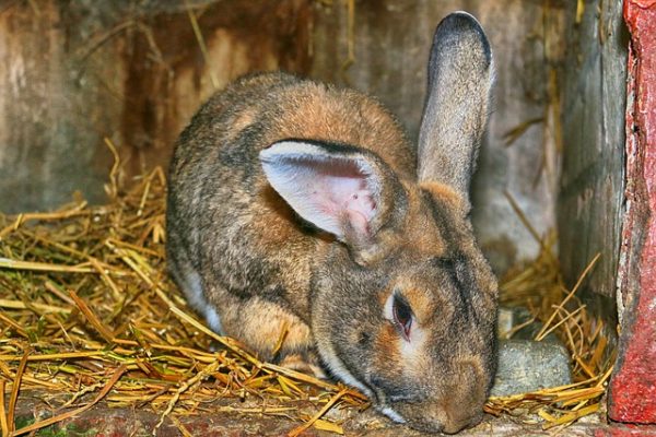 Rabbit Farming in Uganda