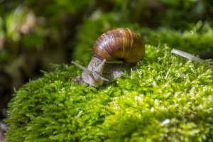 snail farming uganda