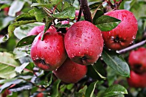 apple farming uganda