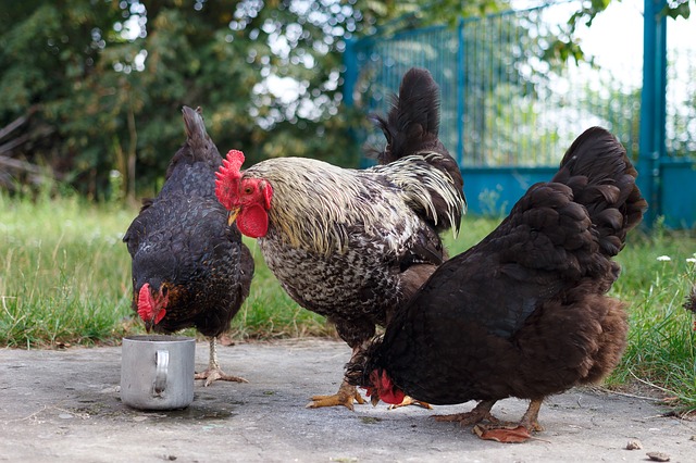 backyard farming chicken