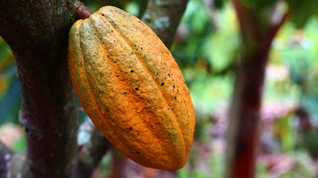 cocoa farming in uganda