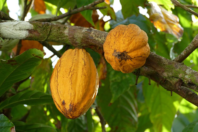 cocoa fruits uganda