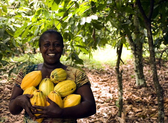 cocoa growing uganda