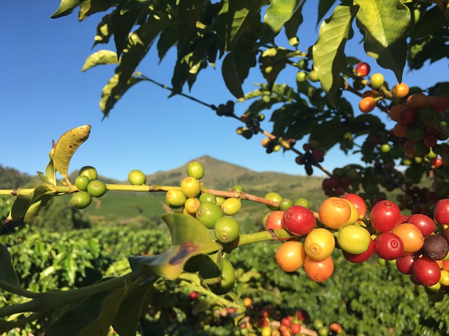 coffee plantation uganda