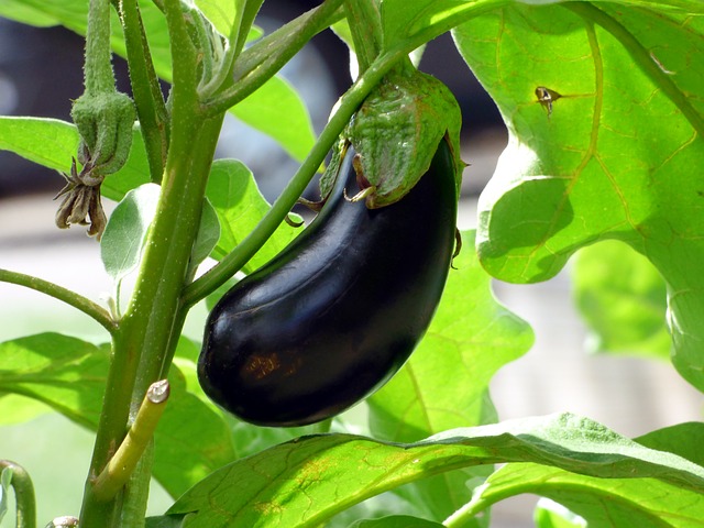 eggplant farming uganda