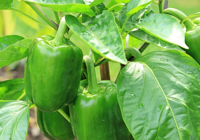 green pepper uganda
