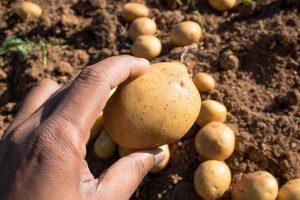 irish potato farming