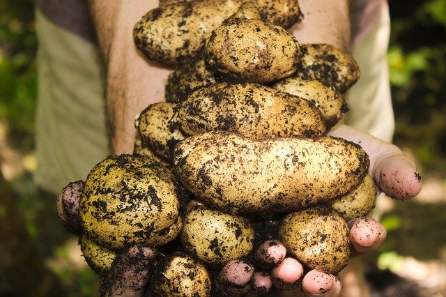 irish potatoes uganda
