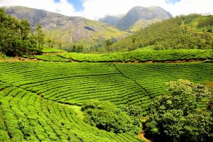 tea plantation uganda