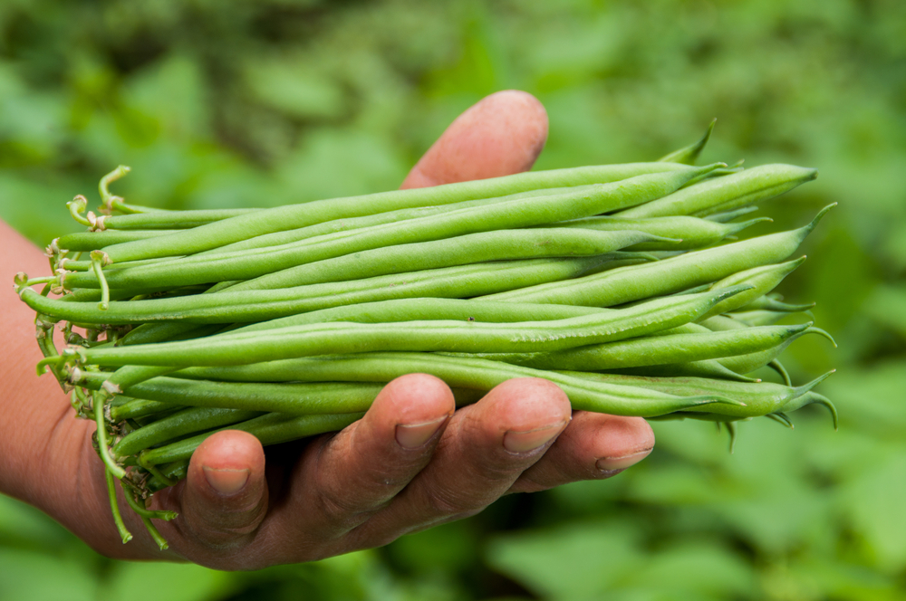french beans harvesting in Uganda
