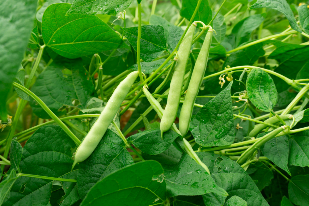 french beans in uganda