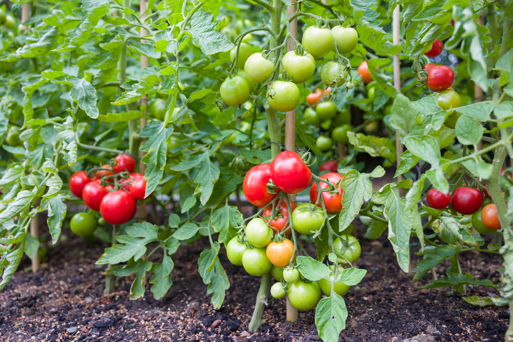 tomato growing in uganda
