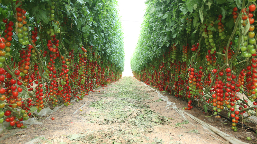 tomatoes farm in uganda