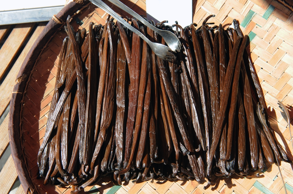 vanilla drying in uganda