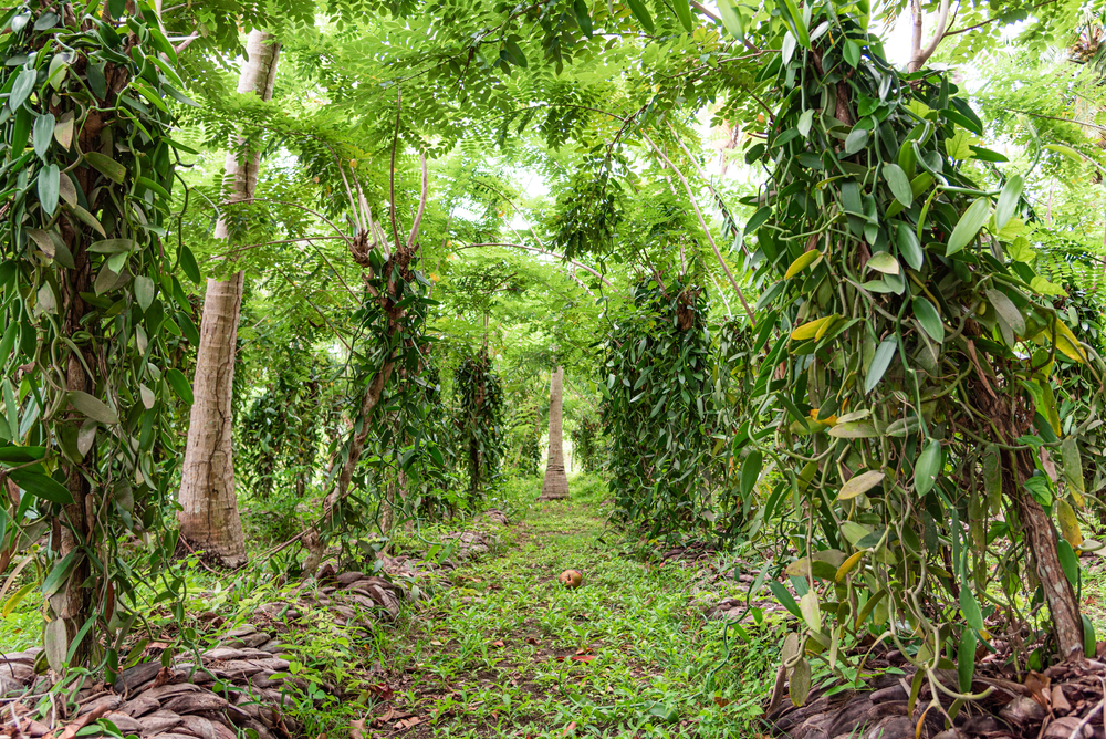 Vanilla Growing In Uganda