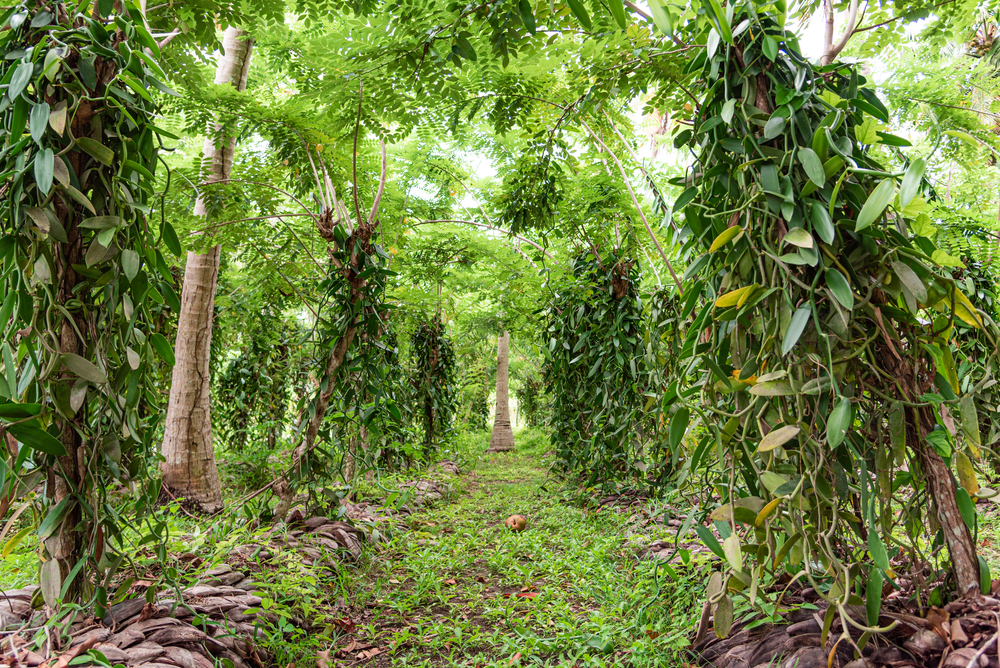 vanilla farming in uganda