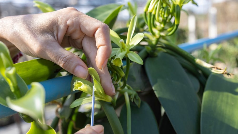 vanilla pollination uganda