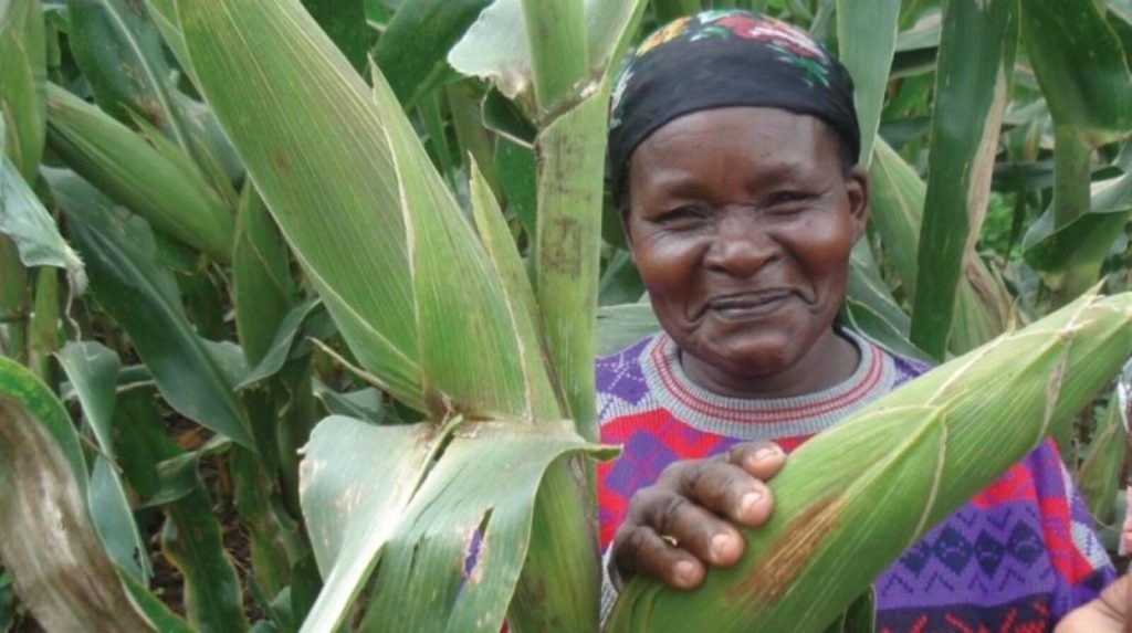 A farmer holding a maize cob in her own field