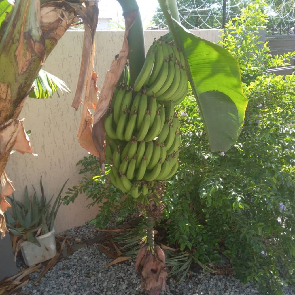 A bunch of green bananas ripening on the plant