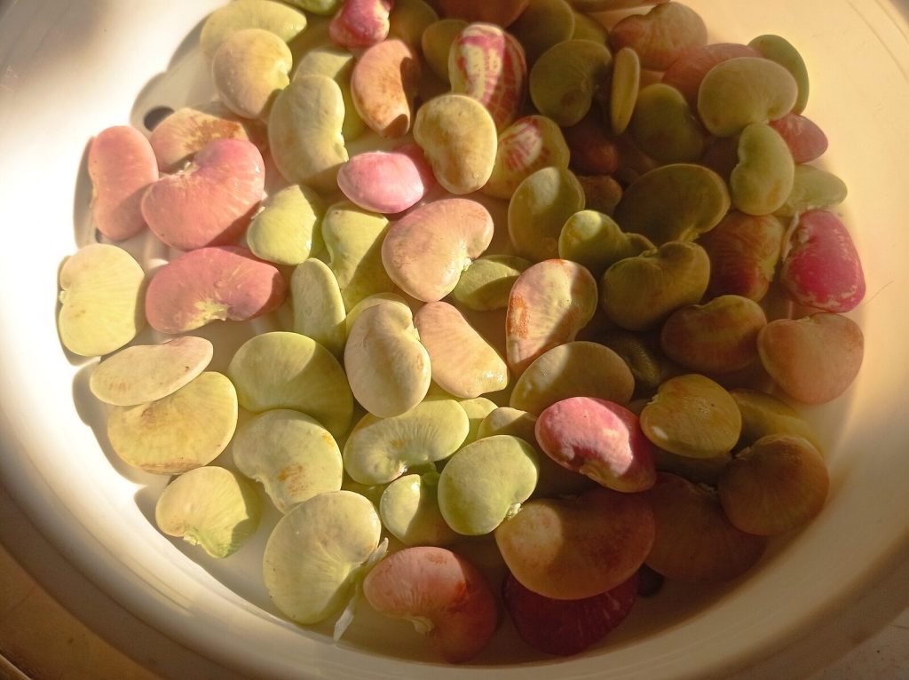 Mixed dry beans in a bowl