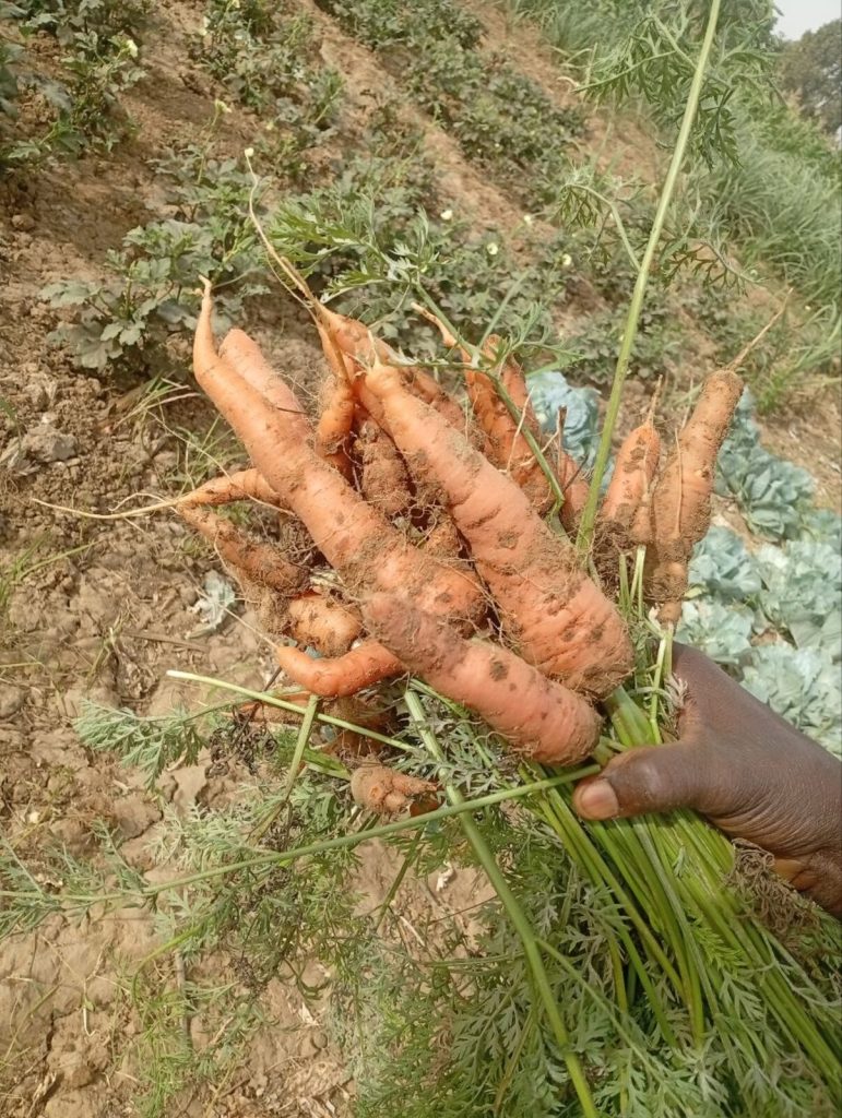 A handful of carrots just pulled from the ground