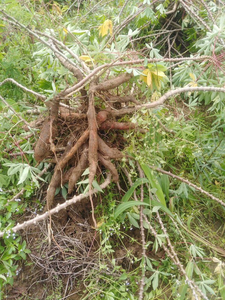 Freshly lifted cassava roots still attached to the stem