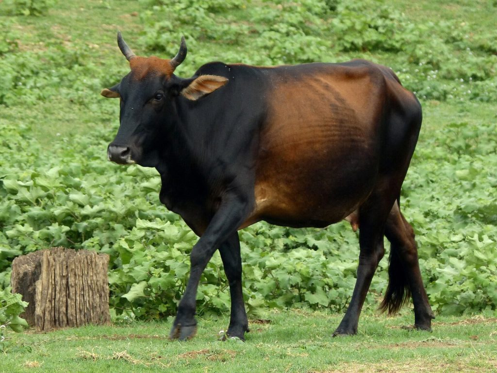 A humped zebu bull on pasture