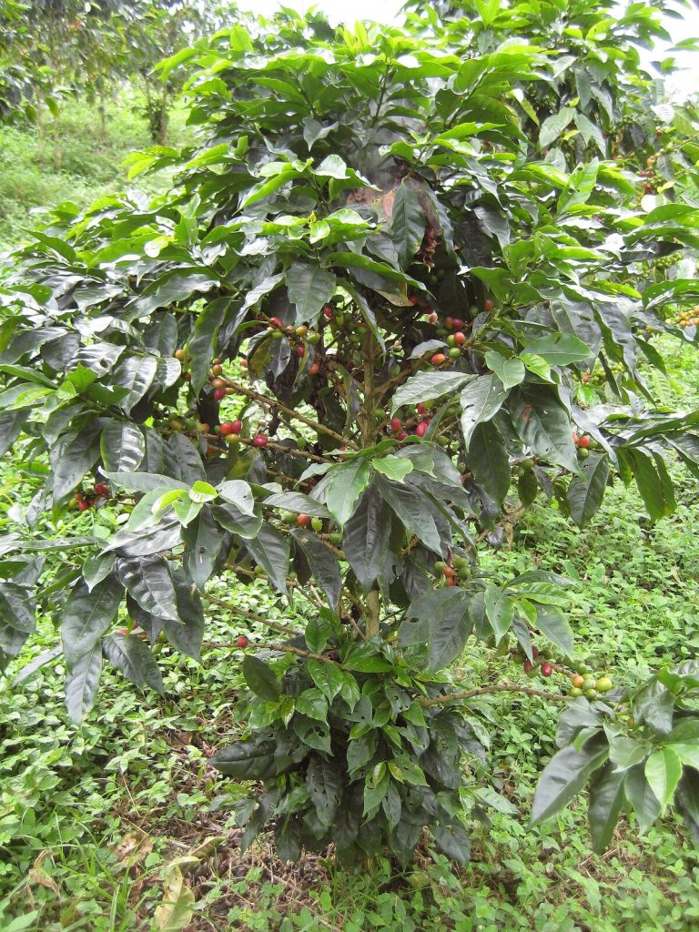 A coffee bush carrying ripening cherries
