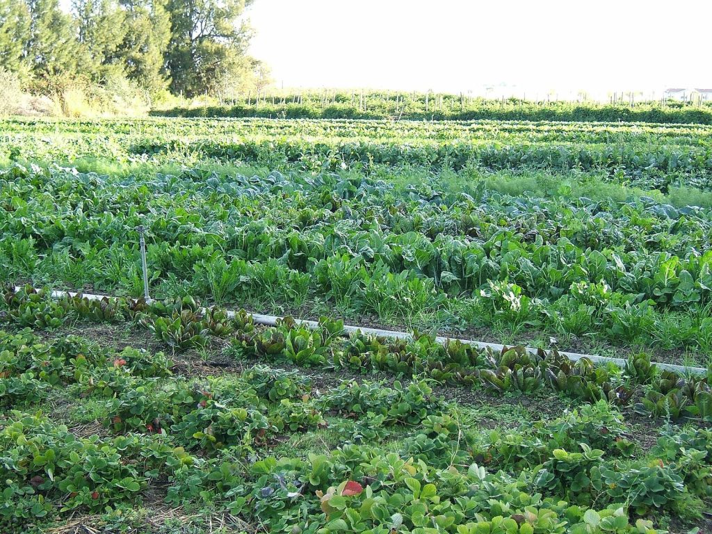 Rows of leafy vegetables growing in a market garden
