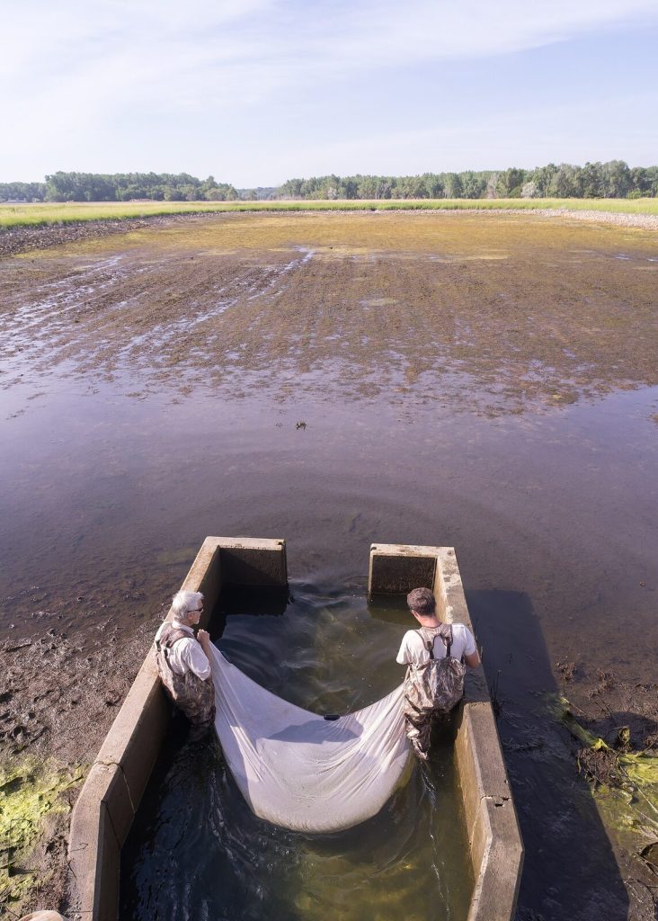 Workers drawing a net through a fish pond