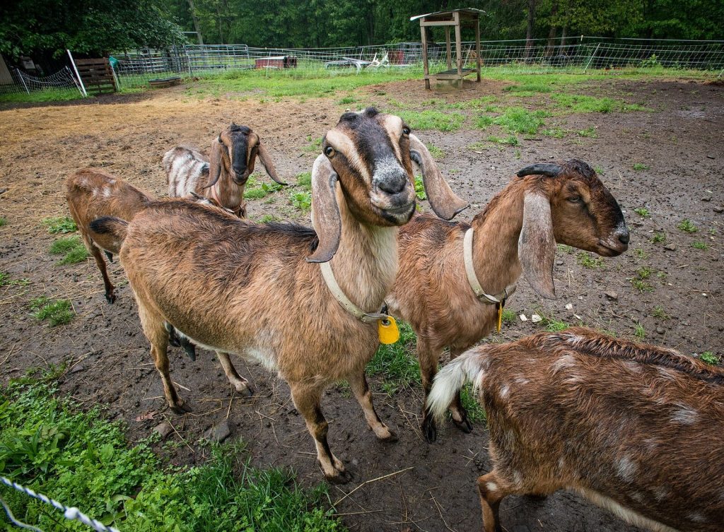 Goats at the fence of a pen