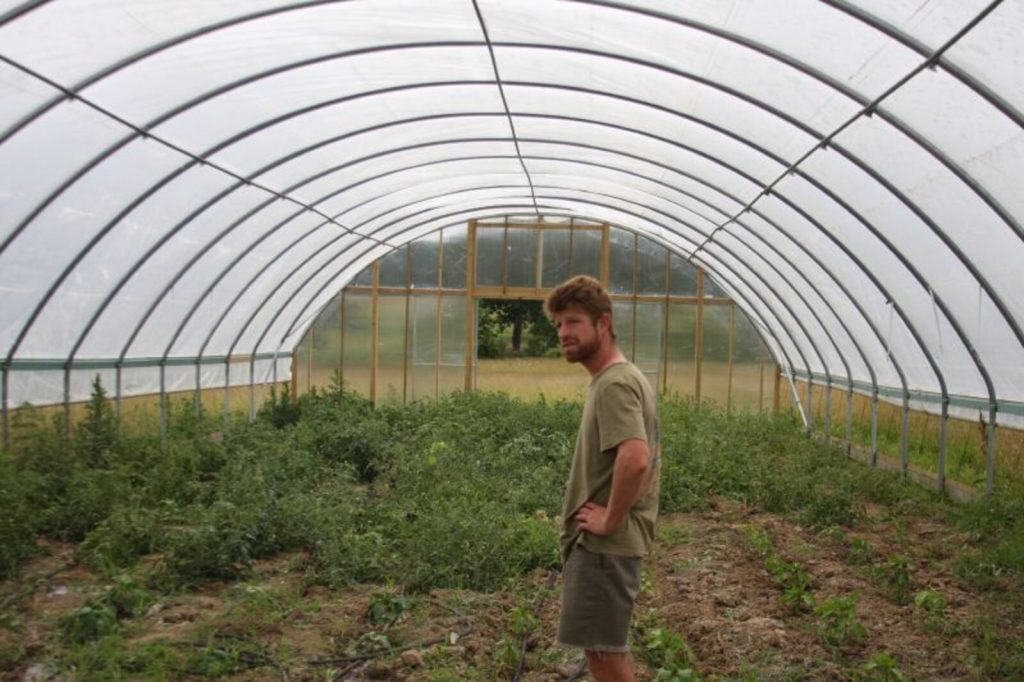 The inside of a polytunnel planted with a crop