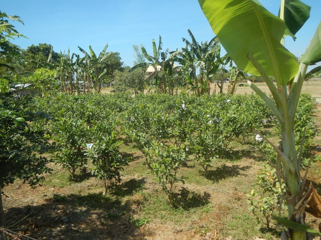 Rows of young guava trees in an orchard