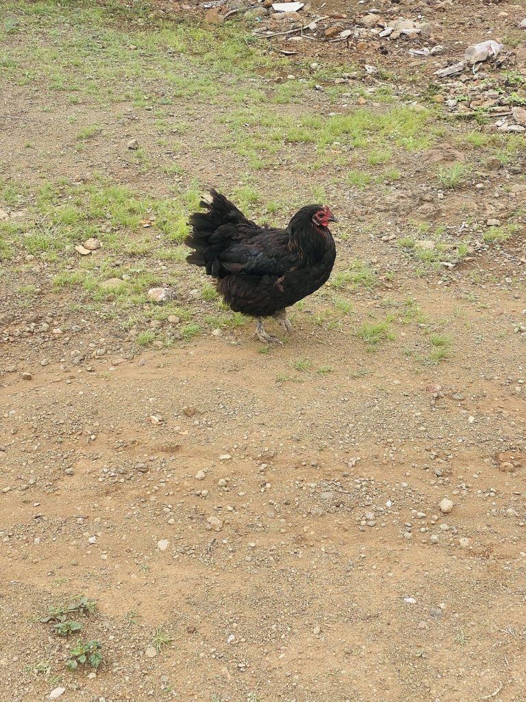 A free-range hen scratching on bare ground
