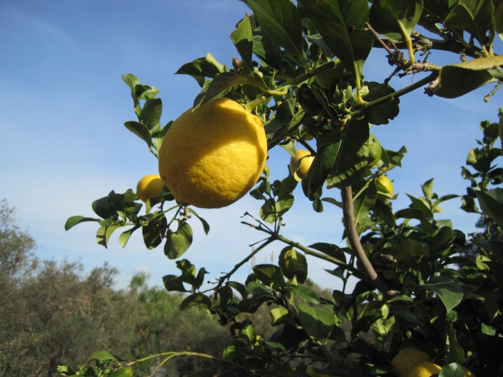 Lemons ripening on the tree