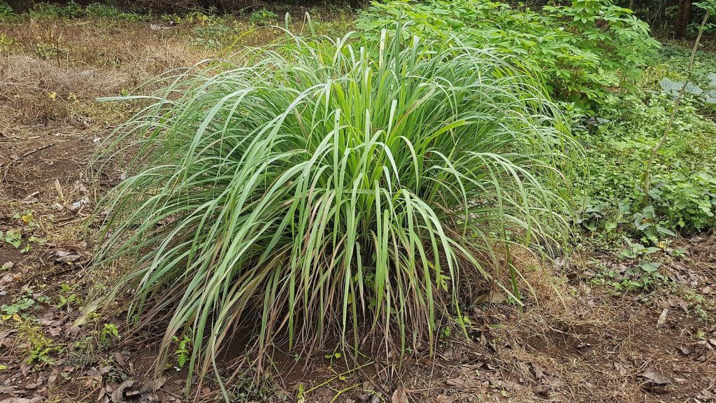 A clump of lemongrass growing in the open